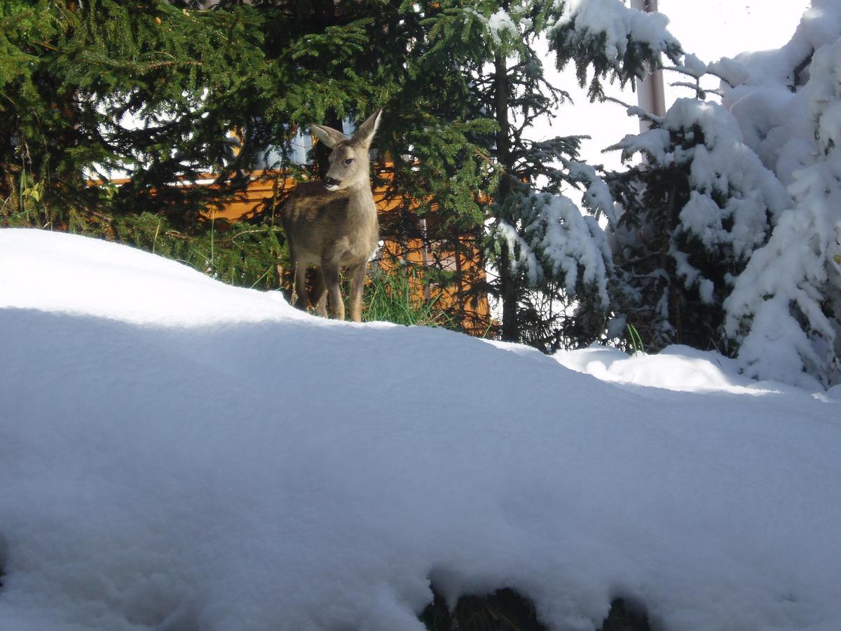 Garni La Majon Otel Selva di Val Gardena Dış mekan fotoğraf